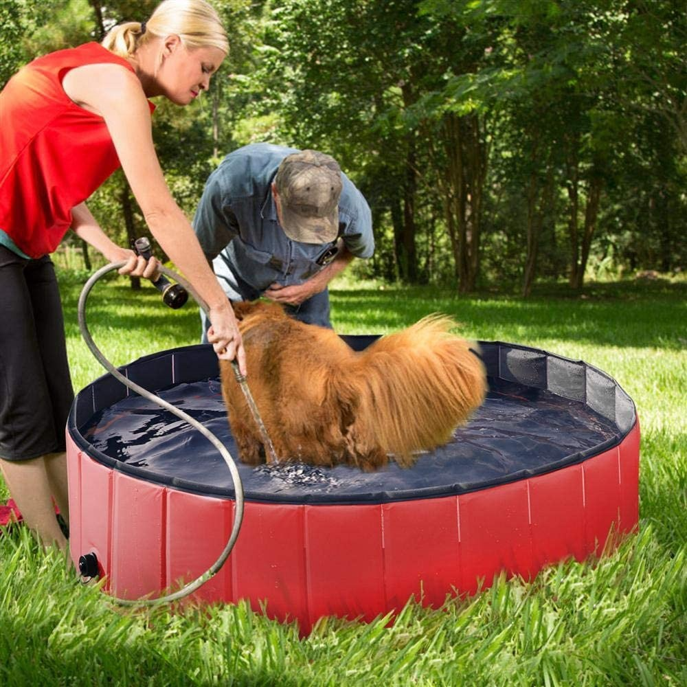 Dog Summer Pool